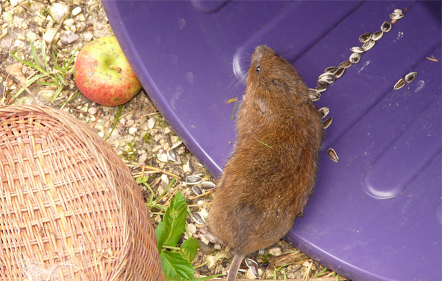 Ungezieferbekämpfung